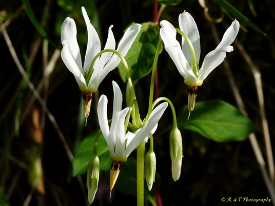 {Dodecatheon meadia}